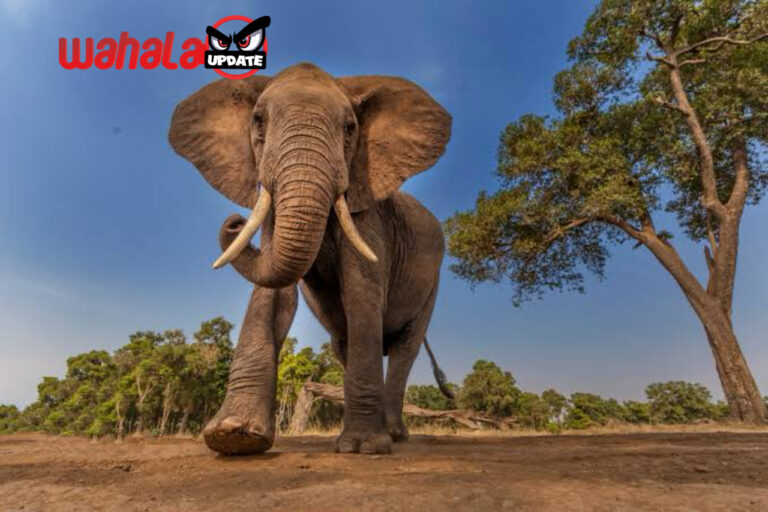 Spanish tourist outrages by pouring beer into elephant’s trunk