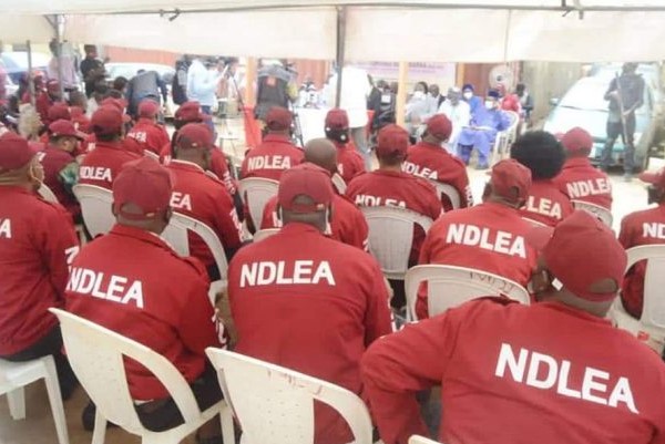 NDLEA curbs cannabis via community livelihoods initiative NDLEA curbs cannabis via community livelihoods initiative